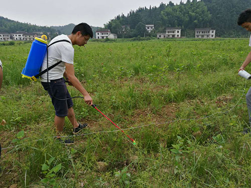 桑苗防除杂草2